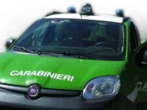 INIZIATIVA SCUOLA/Carabinieri: “Con il reparto Forestale siamo gli unici al mondo”