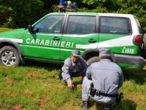 Accorpamento della Forestale ai Carabinieri: nuova questione di legittimità alla Consulta