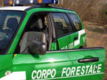 Guardia Forestale: la CEDU si interessa alla riforma Madia