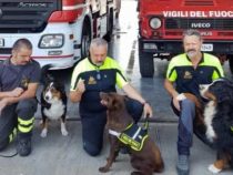 Unità Cinofile: I cani eroi dei vigili del fuoco