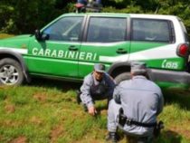 Carabinieri forestali: Il Ministro Ambiente chiede l’assunzione di 1.500 unità
