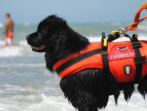 Unità cinofile: Premiazione cani salvataggio in mare