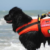 Unità cinofile: Premiazione cani salvataggio in mare
