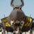 F-35A in configurazione “Bestia” entrano in azione in Afghanistan