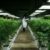 Difesa: Bando per acquistare 400 kg di cannabis terapeutica all’estero