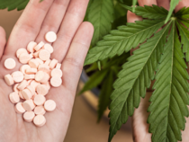Cannabis terapeutica: Il caso del bando di gara del Ministero della Difesa