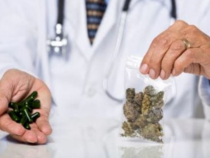 Cannabis terapeutica: Proposta di Coldiretti per la coltivazione al ministro Giulia Grillo