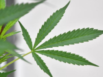 Coltivare la cannabis in casa in minime quantità non costituirà più reato