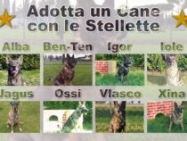 L’Esercito Italiano offre la possibilità di adottare i cani militari che vanno in pensione