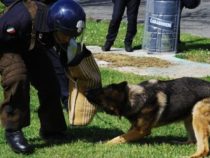 Carabinieri: Un manuale sul diritto penale e amministrativo a tutela degli animali