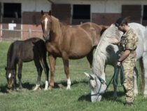 Esercito: Progetto sperimentale di riabilitazione avanzato mediante l’utilizzo del cavallo