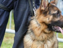 Austria: L’esercito austriaco addestra i cani di servizio per rilevare i positivi al coronavirus tramite l’odore