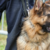 Austria: L’esercito austriaco addestra i cani di servizio per rilevare i positivi al coronavirus tramite l’odore