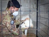 Kosovo: Un aiuto ai cani randagi arriva dai militari italiani