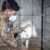 Kosovo: Un aiuto ai cani randagi arriva dai militari italiani